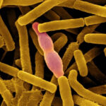 Bacillus